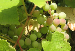 Organic Grapes